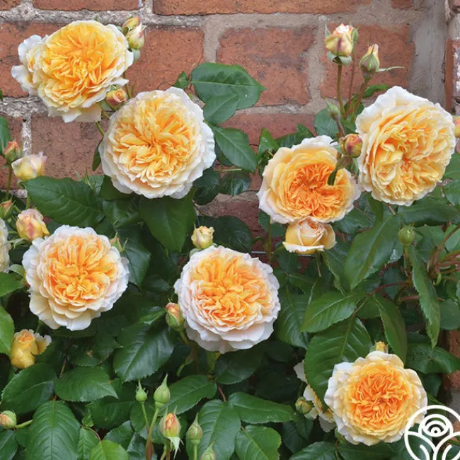 Crown Princess Margareta®>Heirloom Roses Hot