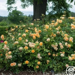 Crown Princess Margareta®><noscript><img width=