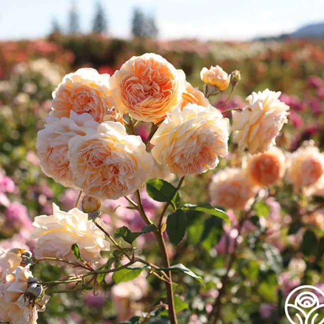 Crown Princess Margareta®>Heirloom Roses Hot