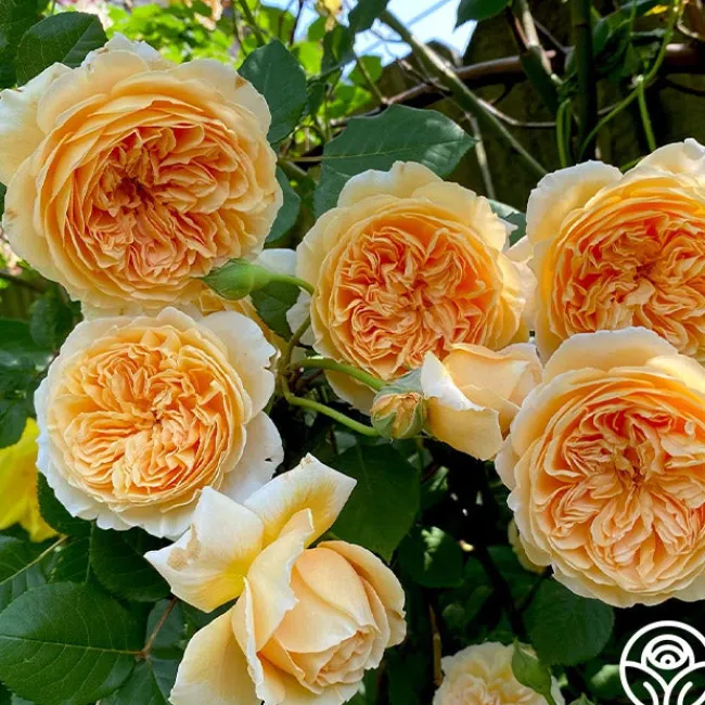 Crown Princess Margareta®>Heirloom Roses Hot