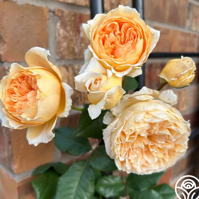 Crown Princess Margareta®>Heirloom Roses Hot