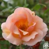 Crépuscule>Heirloom Roses Clearance