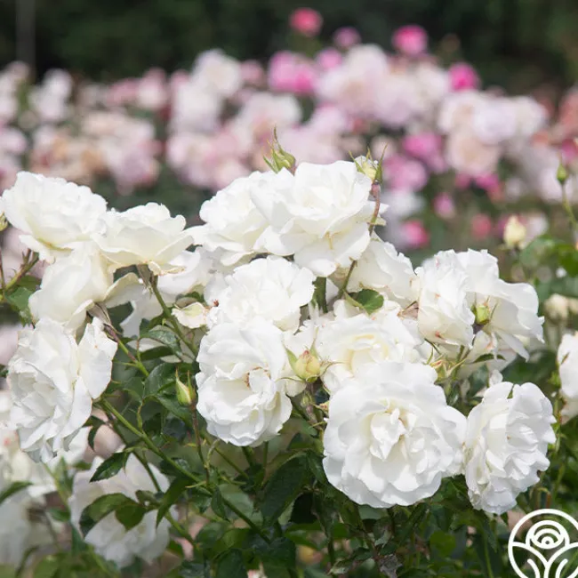 Crystalline™>Heirloom Roses Discount