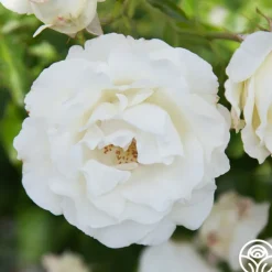 Crystalline™><noscript><img width=