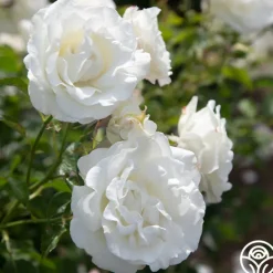Crystalline™><noscript><img width=
