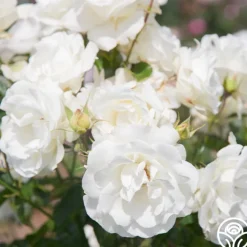 Crystalline™><noscript><img width=