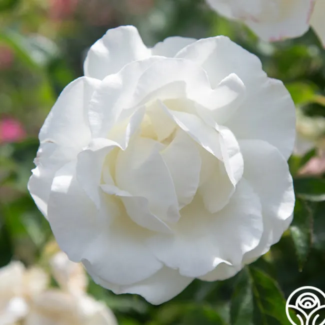 Crystalline™>Heirloom Roses Discount