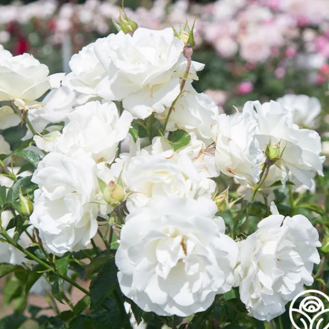 Crystalline™>Heirloom Roses Discount