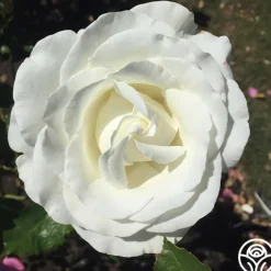 Crystalline™><noscript><img width=