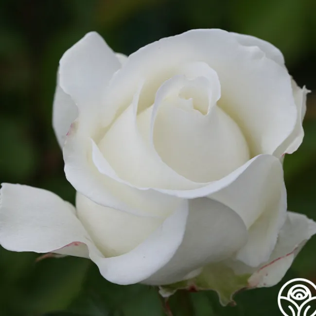 Crystalline™>Heirloom Roses Discount