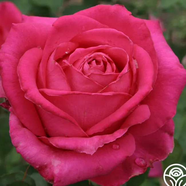 Cynthia>Heirloom Roses Clearance