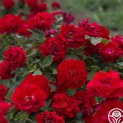 Dancing in the Dark™>Heirloom Roses Discount