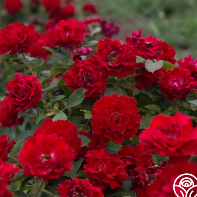 Dancing in the Dark™>Heirloom Roses Discount