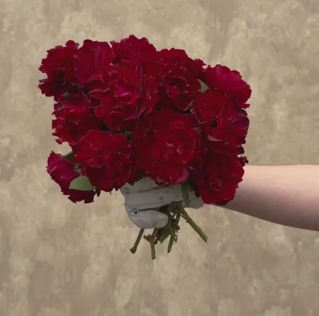 Dancing in the Dark™>Heirloom Roses Discount