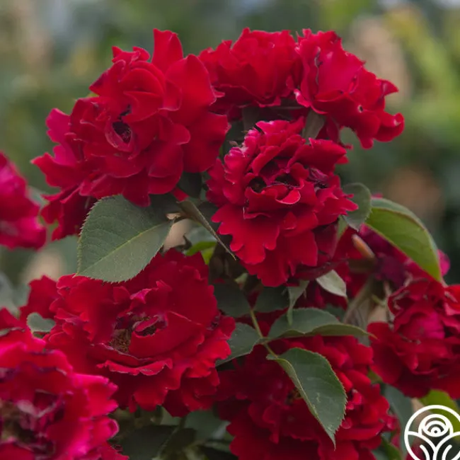 Dancing in the Dark™>Heirloom Roses Discount