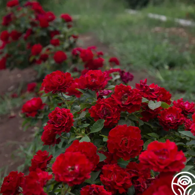 Dancing in the Dark™>Heirloom Roses Discount