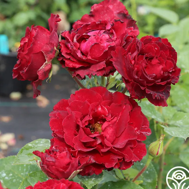 Dancing in the Dark™>Heirloom Roses Discount