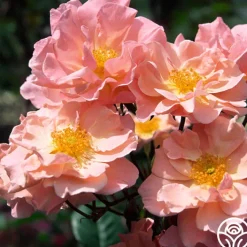 Dancing In The Wind™>Heirloom Roses Best