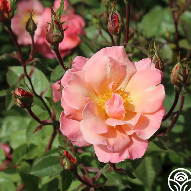 Dancing In The Wind™>Heirloom Roses Best
