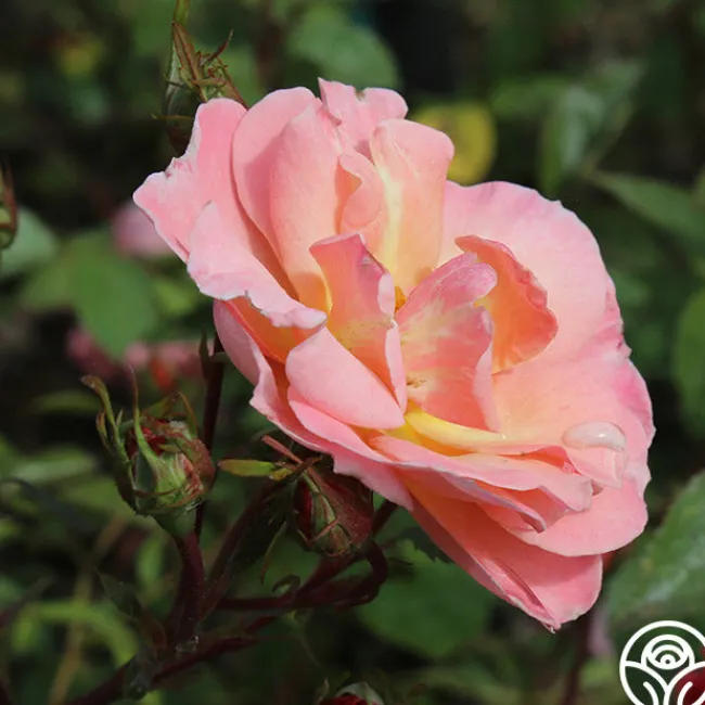 Dancing In The Wind™>Heirloom Roses Best