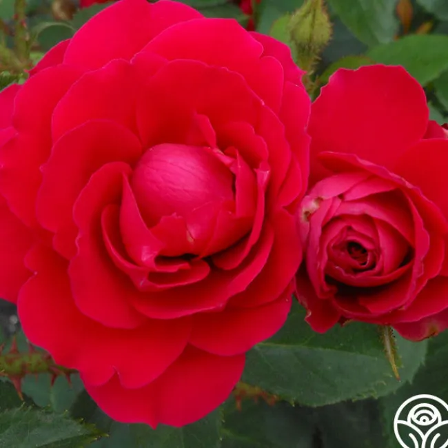 Danny Boy™>Heirloom Roses Best