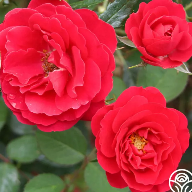 Danny Boy™>Heirloom Roses Best