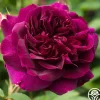 Darcey Bussell>Heirloom Roses Best