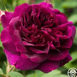 Darcey Bussell>Heirloom Roses Best