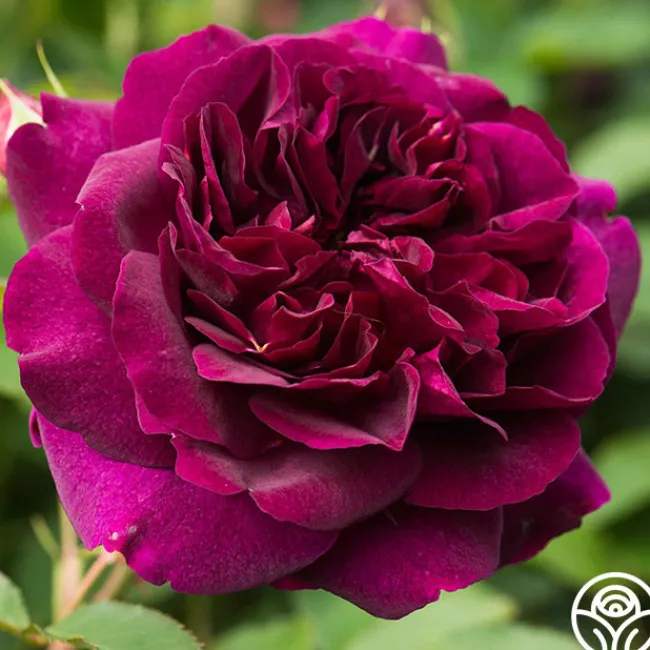 Darcey Bussell>Heirloom Roses Best