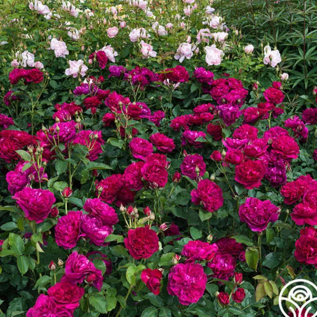 Darcey Bussell>Heirloom Roses Best