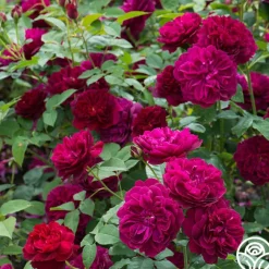 Darcey Bussell><noscript><img width=
