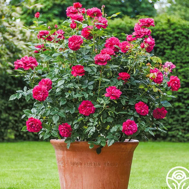 Darcey Bussell>Heirloom Roses Best