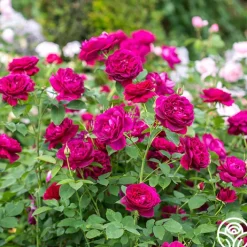 Darcey Bussell><noscript><img width=