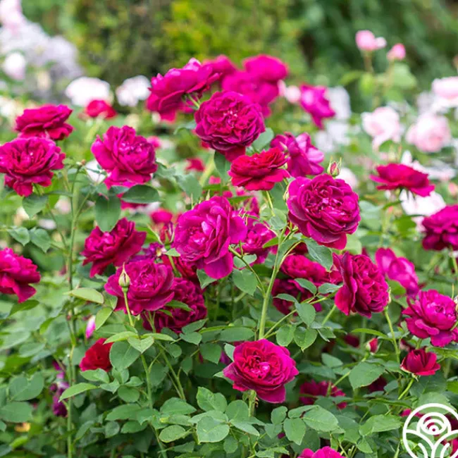 Darcey Bussell>Heirloom Roses Best