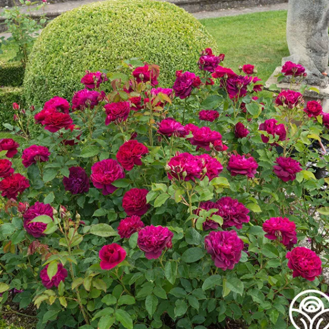 Darcey Bussell>Heirloom Roses Best