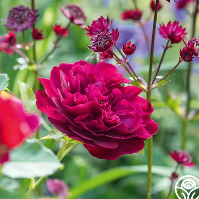 Darcey Bussell>Heirloom Roses Best