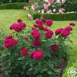Darcey Bussell><noscript><img width=