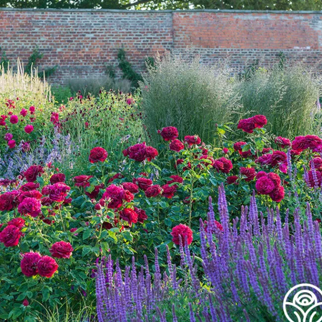 Darcey Bussell>Heirloom Roses Best