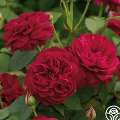 Darcey Bussell><noscript><img width=