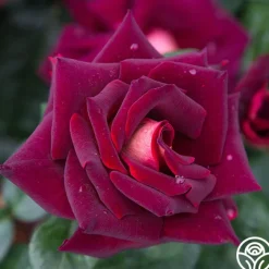 Dark Night™>Heirloom Roses Clearance