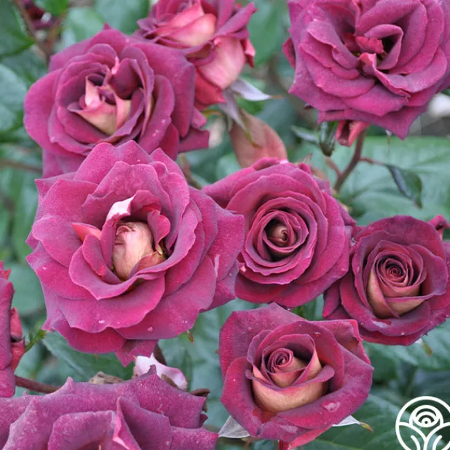 Dark Night™>Heirloom Roses Clearance