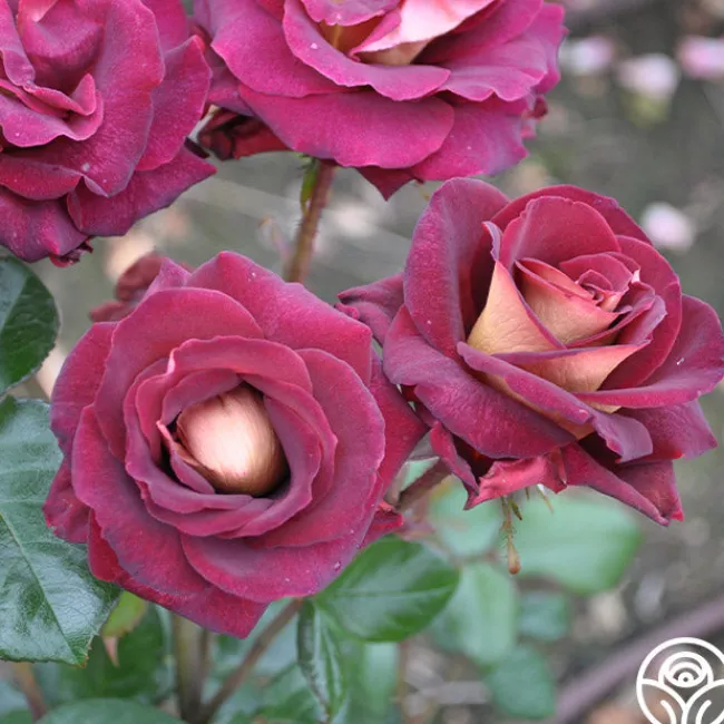 Dark Night™>Heirloom Roses Clearance