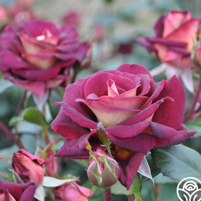 Dark Night™>Heirloom Roses Clearance