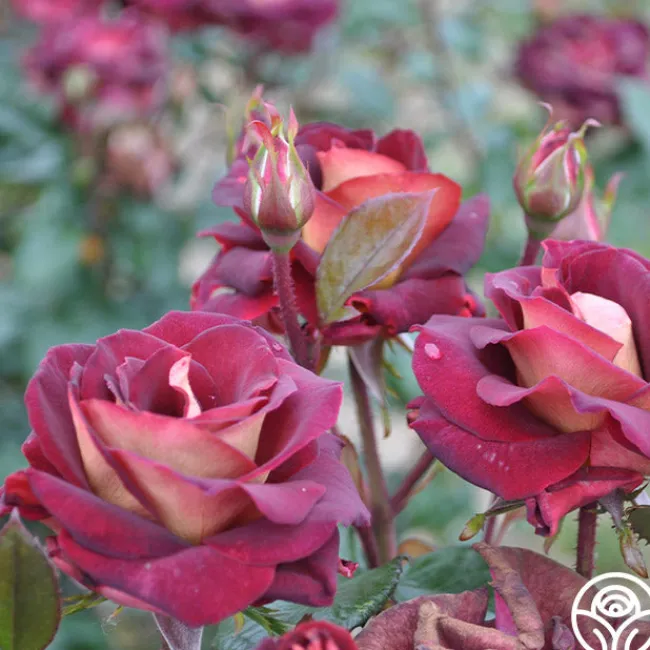 Dark Night™>Heirloom Roses Clearance