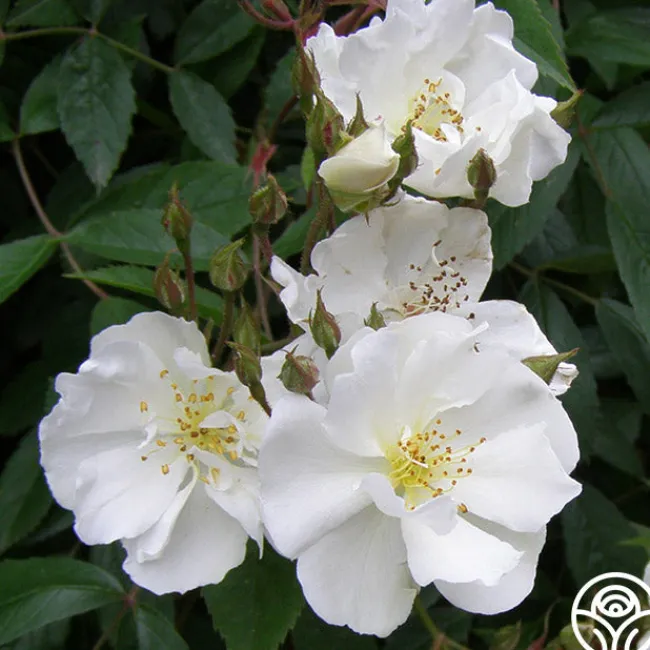 Darlow's Enigma>Heirloom Roses Discount