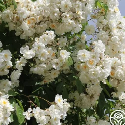 Darlow's Enigma>Heirloom Roses Discount