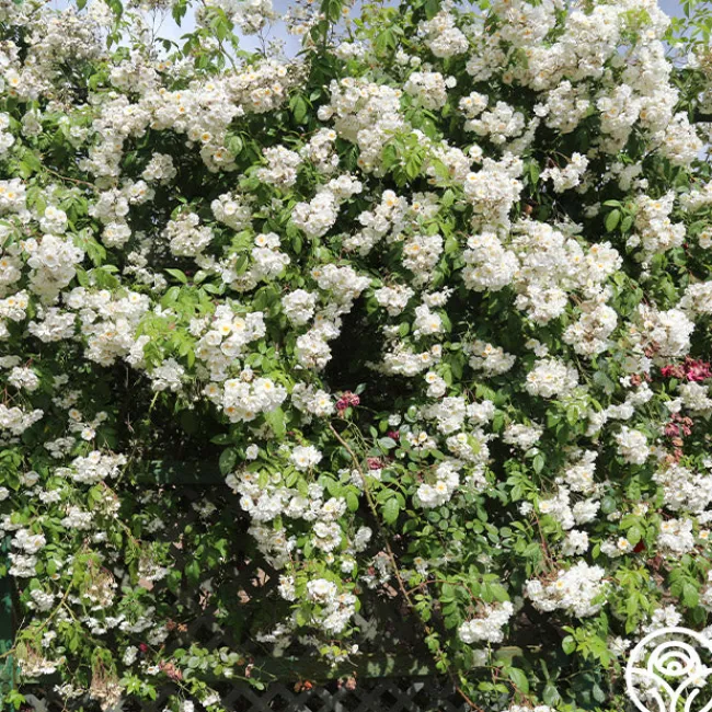 Darlow's Enigma>Heirloom Roses Discount
