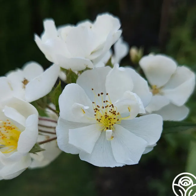 Darlow's Enigma>Heirloom Roses Discount