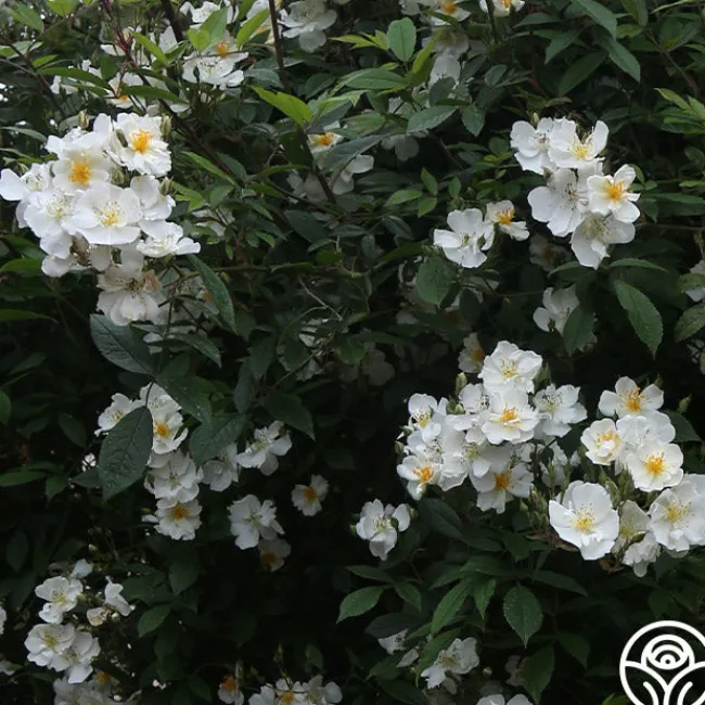 Darlow's Enigma>Heirloom Roses Discount