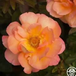 Dawn Chorus>Heirloom Roses Outlet